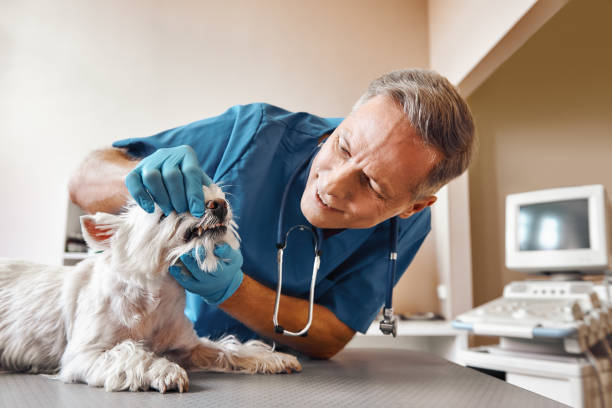 Best Emergency Dental Care for Broken or Chipped Teeth in Pembroke, GA